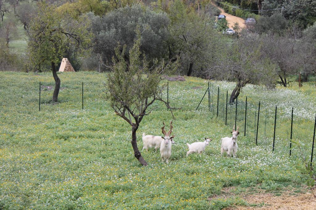 B&B Nettuno San Leone Exterior photo
